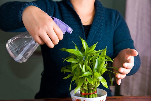 New Plant Parent? Here's How to Care for Lucky Bamboo