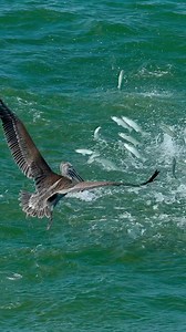 733K views · 5.4K reactions | Each year Florida gets to experience a...