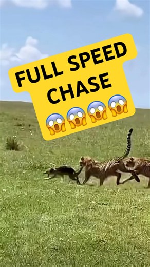 Cheetah Chases Jackal in Intense Wildlife Moment 😱🐆 #wildlife #youtubeshorts