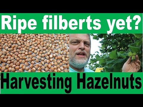 Harvesting Filberts or Hazelnuts - a tree nut full of flavor, nutrients, and beauty