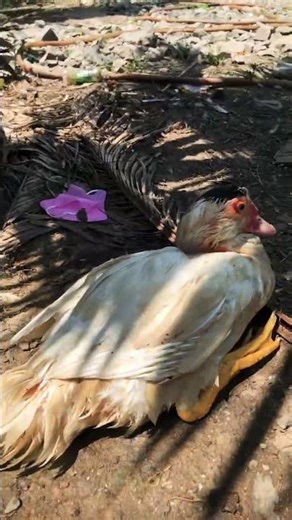 Sống chung tử nhỏ mà giờ e no vậy ca bay buồn luôn