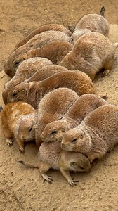 14K views · 1.2K reactions | Our black-tailed prairie dogs are demonstrating how they keep warm by cozying up together on the habitat’s heated rock! Not that temps are not warm, just that, well, this is San Francisco in the summertime! The prairie dogs may also stay in their underground burrows, which provide insulation and warmth. You can also experience the heated rocks for guests located on the outside of the meerkat and prairie dog exhibits too! | San Francisco Zoo | Facebook