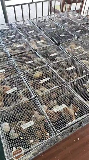 Jmv Gamefowls Breeders II on Reels