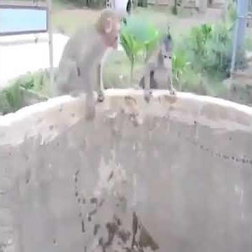 Mother saves baby monkey from drowning