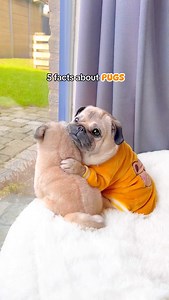 464K views · 28K reactions | Happy National PUG Day!  Here are 5 facts about this special ancient breed (the updated version) 殺 #NationalPugDay #pug #dog #dogsofinstagram #pugsofinstagram #WeeklyFluff | Loulou the pug | Facebook