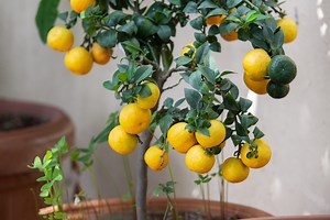 Everything You Need to Know About Growing a Lemon Tree Indoors