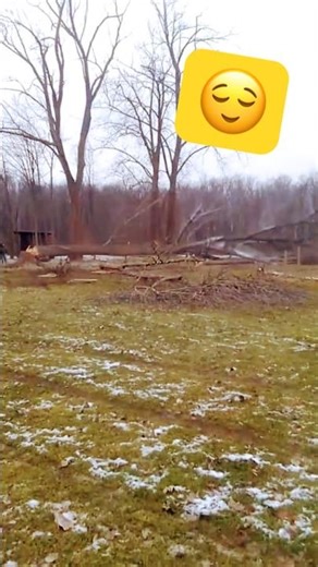 Felling a tree 🌲 eastern cottonwood ⬇️