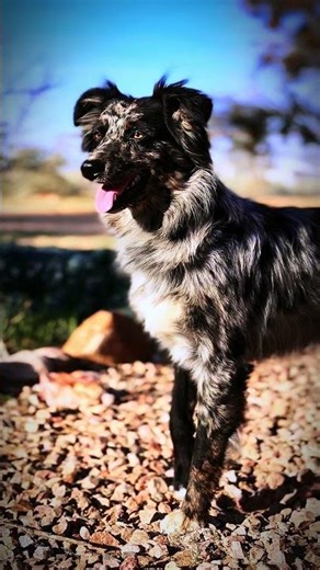 Lazy D Ranch Aussies. Az. “Blazer” formally “Casimir” from Page-Rooster litter#lazydranchaussie #fyp