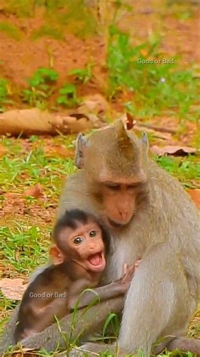 2.6K views · 95 reactions | Poor little Brady crying louder ask Rose to help! so poor baby! | Good Or Bad | Facebook