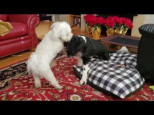 Fight, Mount, Hump & Lick.