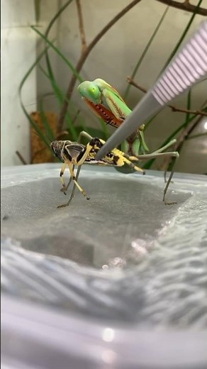 Praying mantis eating - Timelapse