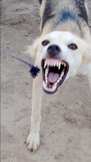 🐶⚠️ Aggressive Dog Barking | Natural Protective Behavior #shorts