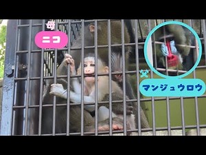 マンドリルの赤ちゃん元気いっぱい！威嚇する父親マンジュウロウと愛情深い母親ニコ【東山動植物園】