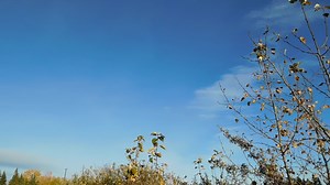 We want to know what birds you see, and where you see them, during the migration season. Your observations on the DUC Migration tracker will provide valuable data to help inform our wetland conservation efforts. | Ducks Unlimited Canada