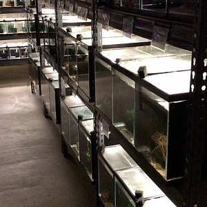 Next fish room we filmed. Catfish and killifish. Great fish room coming to a YouTube channel near you! | Aquarium Co-Op