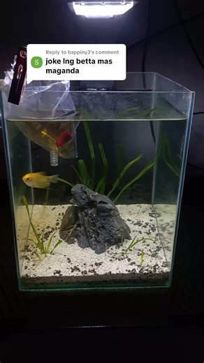 Guide to Betta Fish Care