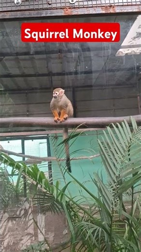 आइए गिलहरी बंदर को देखें 🐒 Lets see squirrel monkey #shorts #squirrel #zoo #indore #india #monkey