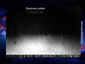 Trail CAM In Canada catches UFO fly by. Raccoon does not notice. | Knowledge I$ Power