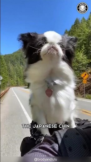 Japanese Chin 🐶 Lazy Lounge Buddies!