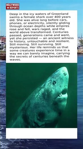 400-Year-Old Shark Still Roams The Deep