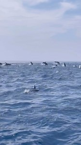 We had a fantastic, dreamy day with the SUPER MEGA POD of Spinner Dolphins today! We were surrounded by thousands of spinning, leaping, playful dolphins on our Divine Dolphin tour out of Drake Bay, Costa Rica. Join us! 🐬 divinedolphin.com #dolphins #spinnerdolphins #dolphintours #costarica #drakebay #osapeninsula #costaricatours #puravida #joy #love #mermaid #thisiscostarica #natgeo #naturephotography | Divine Dolphin