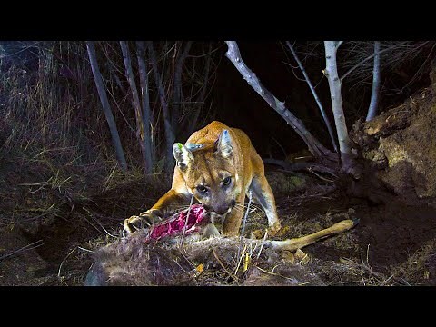 Top 10 Mythical Creatures & Cryptids 2025