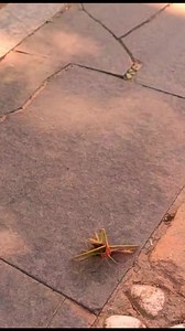 260K views · 914 reactions | real fight between mantis and wasp in the wild #foryou #insects #longervideos #mantis #wasp | Insects wars | Facebook