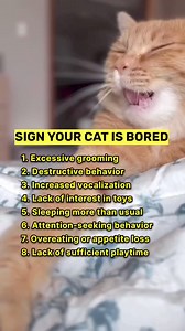 Is your cat bored? What is your OG advice for the bored cat? 😻❤️ . . . Follow for more -@ask_my_cats . . . . . #catreels #funnycat #cat #cats #catsofinstagram #catstagram #catlover #catlife #instagram #catlovers #kitten #instacat #kitty #pet #cute #love #meow #catoftheday #pets #kitten #animals #catlove #cutecat #petsofinstagram #kittensofinstagram | Ask My Cats