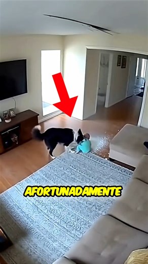 Border Collie Dog Saves a Child #shorts