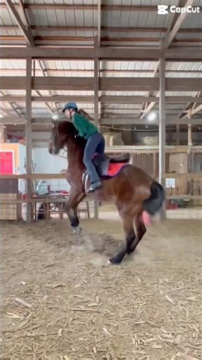 Read Mac’s comment #asb #horse #saddlebred #saddleseat #horseriding #horseriding #equestrian #eq