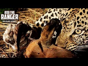 Female Leopard With Her Impala