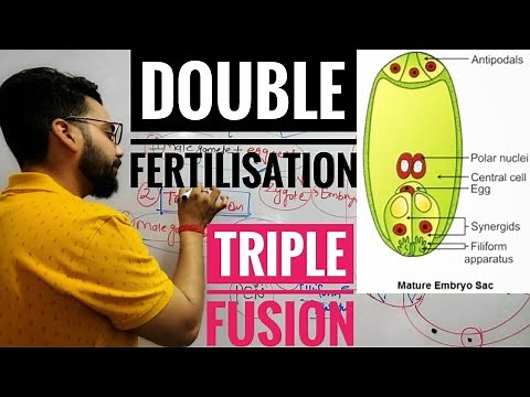 Double fertilisation 🔥|Triple fusion|Class X & XII Biology|By Gourav sir#cbse #classx #reproduction