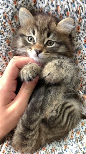 Why Do Cats Purr? The Truth Will Surprise You! 🐱 #facts