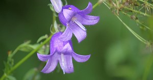 What is the creeping bellflower?