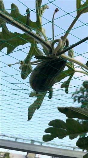 Watermelon growing on a trellis #fruit #indoorplants #gardening #bamboocharcoalplants #food