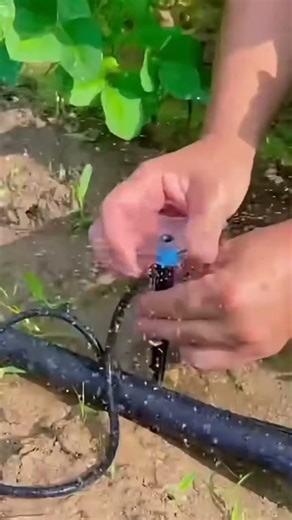 Installation of plant watering equipment in vegetable garden #shorts