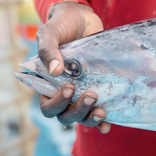 Happy #WorldFisheriesDay 🌏🎣 What does it take to become a fishery certified to the #MSCstandard – for some it’s a 12-year journey! 📺 Watch our latest film and see how Kepa Echevarria, CEO of a family-run Spanish tuna fishery Echebastar, triumphed in his quest to make it a certified sustainable fishery. https://bit.ly/3SHxipC #SustainableFishing #SustainableSeafood #MSCecolabel | Marine Stewardship Council - MSC