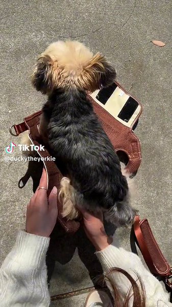 The Ultimate Yorkie Walk with Ducky the Yorkie