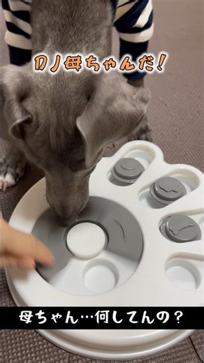 ノーズワーク中の子犬に追いフード仕掛けてみた #イタグレ #可愛い