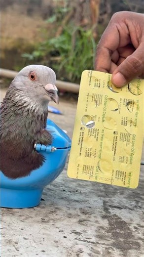 Pigeon Care: Administering Cod Liver Oil for Better Health #pigeoncare #CodLiverOil