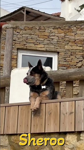 Ultimate Dogs Barking Sound Compilation1k-Must Watch#shorts