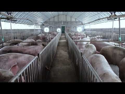 Beginning a novice pig farm, how to choose pig farming equipment?