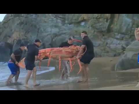 Biggest Lobster in the world.Most Unbelievable Biggest Lobster