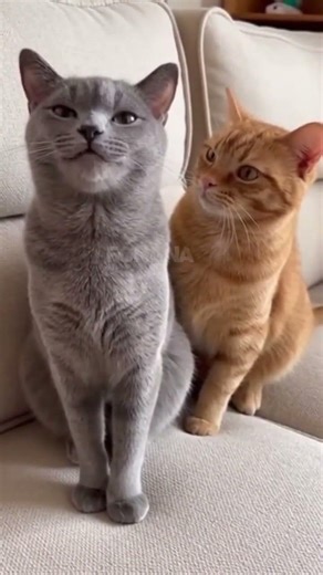 Cat arguing with another cat be like 😹 #cats #fonana