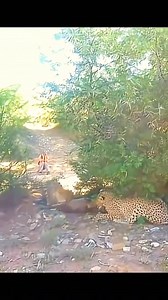 82K views · 1.1K reactions | Embark on a journey to explore the wonders of the natural world #animals #animalsattack #hunting #wildlife #wildlifephotography #animalswildlife | ABMCI Mission Bouaké | Facebook