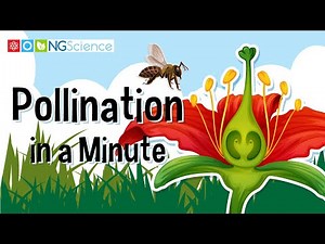 Pollination in a Minute