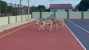 Two donkeys run into a basketball court and interrupt the game