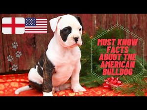 Getting To Know Your Dog's Breed: American Bulldog Edition