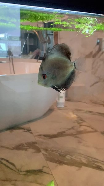 Explore Stunning Aquatic Life: Discus and Colorful Fish