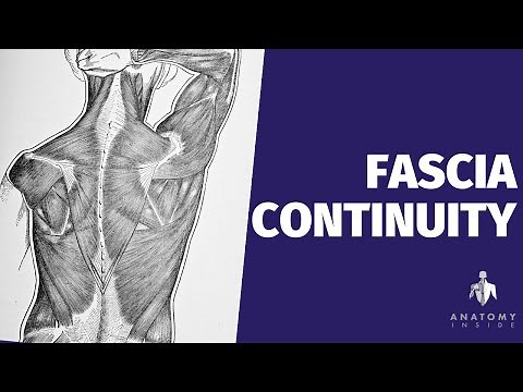 The Continuity of the Fascial System | Discovering Fascia